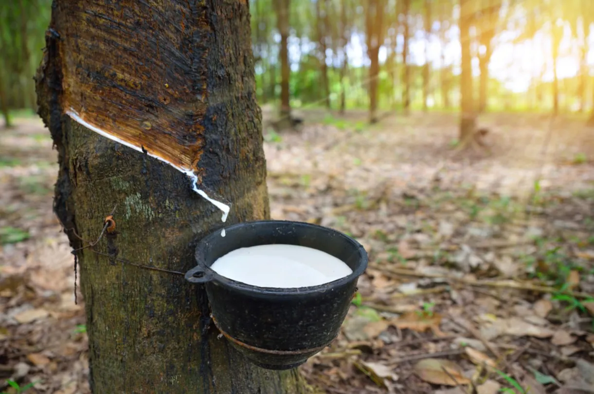 ถอดรหัสหุ้น STA เมื่อปัจจัยลบระยะสั้น มาพร้อมโอกาสระยะยาว จะไปต่อหรือพอแค่นี้?